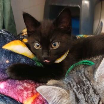 Mako -  Domestic Short Hair Cat for Adoption in Portland, Oregon - Mako | PetCurious