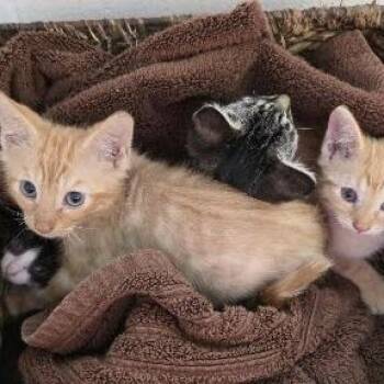 Lena -  Domestic Short Hair Cat for Adoption in Fairport, New York - Lena | PetCurious