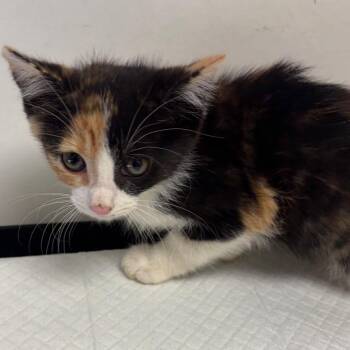 Ladybug -  Domestic Short Hair Cat for Adoption in Nashville, Tennessee - Ladybug | PetCurious