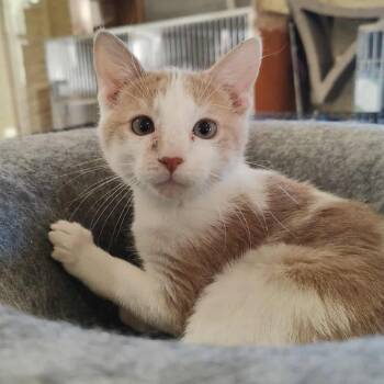 Rescue Domestic Short Hair Cats for Adoption in Park Falls, Wisconsin - Rigatoni | PetCurious