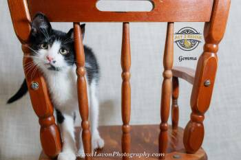 Gemma -  Domestic Short Hair Cat for Adoption in Riverside, California - Gemma | PetCurious