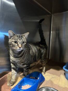 Rescue Domestic Short Hair Cats for Adoption in Ashland, Wisconsin - Court | PetCurious