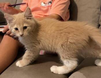 TATER -  Domestic Medium Hair Cat for Adoption in Fort Myers, Florida - TATER | PetCurious