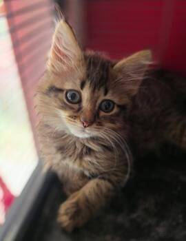 Big Bill -  Domestic Long Hair and Tabby Cat for Adoption in Saginaw, Michigan - Big Bill | PetCurious