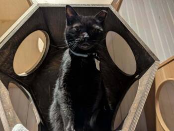 Domestic Short Hair Cats Available for Adoption - Inky | PetCurious