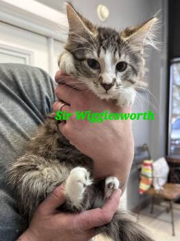 Domestic Short Hair Cats Available for Adoption - Sir Wigglesworth | PetCurious