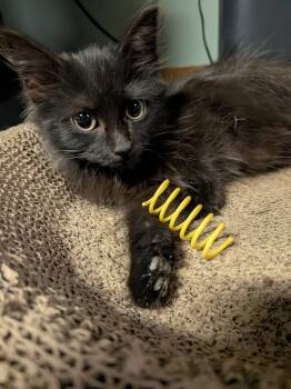 Rescue Domestic Medium Hair Cats for Adoption - Ophelia | PetCurious