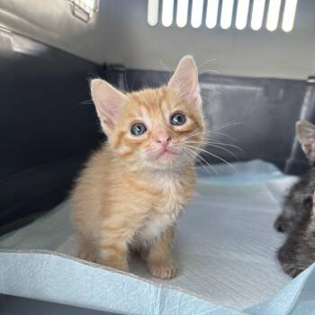 Mak -  Domestic Short Hair Cat for Adoption in Ewa Beach, Hawaii - Mak | PetCurious
