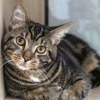 Schnitzel -  Domestic Short Hair Cat for Adoption in Pontiac, Michigan - Schnitzel | PetCurious