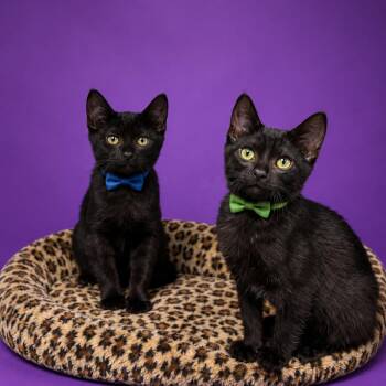 Chaos -  Domestic Short Hair Cat for Adoption in Binghamton, New York - Chaos | PetCurious