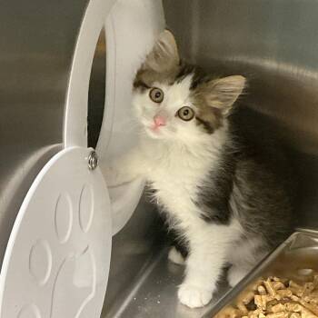 Magda -  Domestic Medium Hair Cat for Adoption in Horn Lake, Mississippi - Magda | PetCurious
