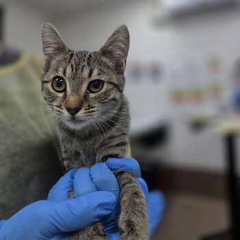 Viva -  Domestic Short Hair Cat for Adoption in Incline Village, Nevada - Viva | PetCurious