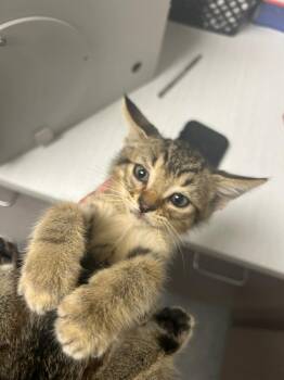 Harriet -  Domestic Short Hair Cat for Adoption in Greenfield, Indiana - Harriet | PetCurious