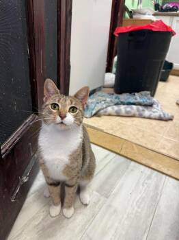 Rescue Domestic Short Hair Cats for Adoption in Freeport, New York - Tito | PetCurious