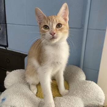 Beau -  Domestic Short Hair Cat for Adoption in Laredo, Texas - Beau | PetCurious