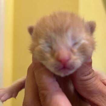 VERONA -  Domestic Short Hair Cat for Adoption in Fort Lauderdale, Florida - VERONA | PetCurious