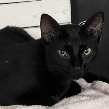Frigg -  Domestic Short Hair Cat for Adoption in Houston, Texas - Frigg | PetCurious