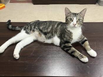 Domestic Short Hair Cats Available for Adoption in Wheaton, Illinois - Elsa | PetCurious