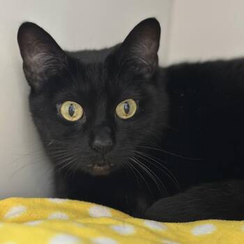 Constance -  Domestic Short Hair Cat for Adoption in Matteson, Illinois - Constance | PetCurious