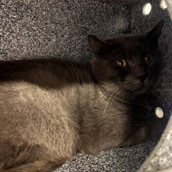 Roux -  Domestic Short Hair Cat for Adoption in Salt Lake City, Utah - Roux | PetCurious