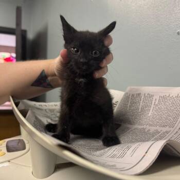 Morel -  Domestic Short Hair Cat for Adoption in Columbia, Missouri - Morel | PetCurious
