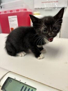 Rescue Domestic Short Hair Cats for Adoption in El Paso, Texas - Ryker | PetCurious