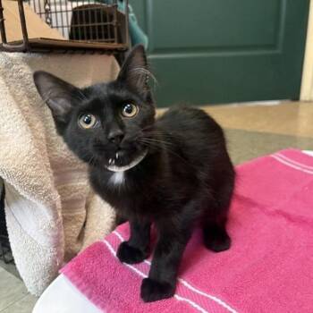 Bop -  Domestic Medium Hair Cat for Adoption in Pasadena, California - Bop | PetCurious