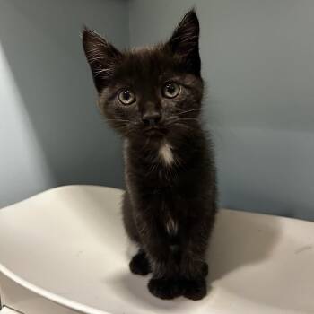 Lasagna -  Domestic Short Hair Cat for Adoption in Chattanooga, Tennessee - Lasagna | PetCurious