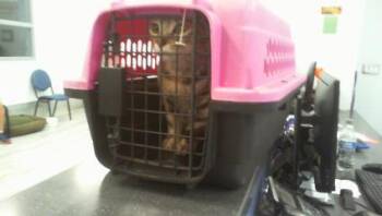 A1265922 -  Domestic Short Hair Cat for Adoption in Charlotte, North Carolina - A1265922 | PetCurious