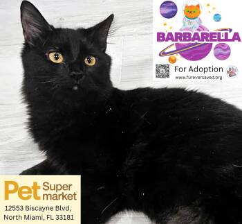 Rescue Domestic Medium Hair Cats for Adoption in Miami, Florida - Barbarella | PetCurious