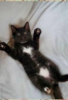 Crybaby -  Domestic Medium Hair Cat for Adoption - Crybaby | PetCurious