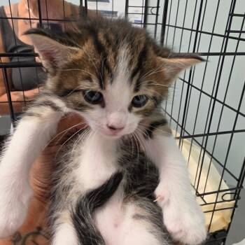 Posie -  Domestic Medium Hair Cat for Adoption in Leander, Texas - Posie | PetCurious