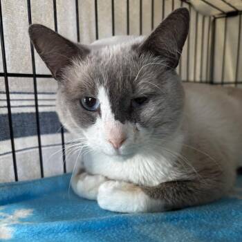 Brontios -  Domestic Short Hair and Siamese Cat for Adoption in Marion, Virginia - Brontios | PetCurious