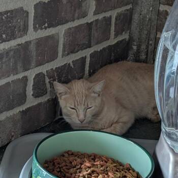 Chel -  Domestic Short Hair Cat for Adoption in Chico, California - Chel | PetCurious