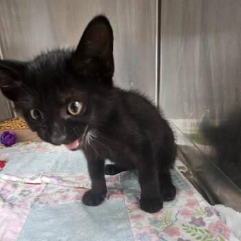 Walter -  Domestic Short Hair Cat for Adoption in Donalsonville, Georgia - Walter | PetCurious