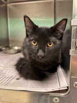 Fluffy -  Domestic Medium Hair Cat for Adoption in Belton, Texas - Fluffy | PetCurious