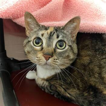 Domestic Short Hair Cats Available for Adoption in Owosso, Michigan - Coral | PetCurious