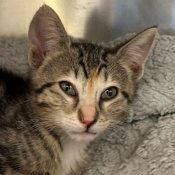 Domestic Short Hair Cats Available for Adoption in Walnut Creek, California - Ava Sharpe | PetCurious
