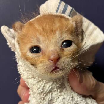 Pollen -  Domestic Short Hair Cat for Adoption in San Antonio, Texas - Pollen | PetCurious