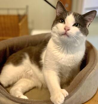 Extra Toes Cat Hemingway Polydactyl and Munchkin Cats Available for Adoption - Charlie | PetCurious
