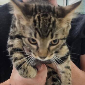 Julian -  Domestic Short Hair Cat for Adoption in Marble, North Carolina - Julian | PetCurious