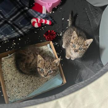 Domestic Short Hair Cats Available for Adoption in Fort Lauderdale, Florida - Mystique | PetCurious