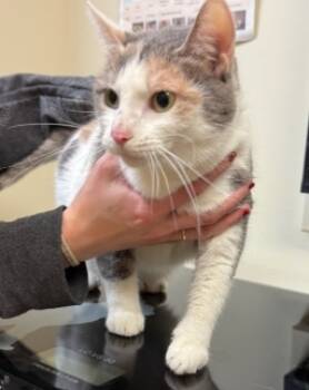 Rescue Domestic Short Hair Cats for Adoption in West Chester, Pennsylvania - Zinnia | PetCurious