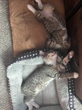 Eg Litter Lima -  Domestic Short Hair Cat for Adoption in Livonia, Michigan - Eg Litter Lima | PetCurious