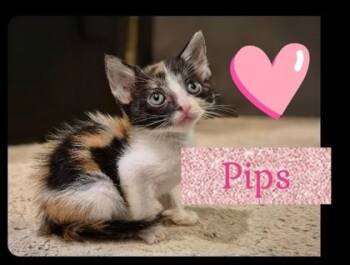 Pips -  Domestic Short Hair Cat for Adoption in Honolulu, Hawaii - Pips | PetCurious