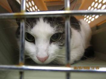 Berries(612) -  Domestic Short Hair Cat for Adoption in Marietta, Georgia - Berries(612) | PetCurious
