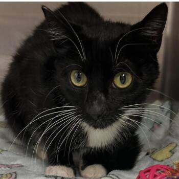 Domestic Short Hair Cats Available for Adoption - Nitry | PetCurious