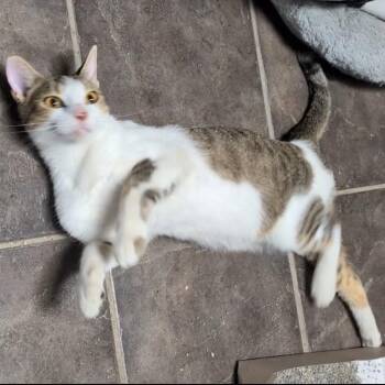 Otter -  Domestic Short Hair Cat for Adoption in Green Forest, Arkansas - Otter | PetCurious