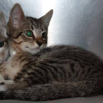 Condor -  Domestic Short Hair Cat for Adoption in Richmond, Virginia - Condor | PetCurious