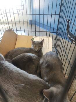 Fall -  Domestic Short Hair Cat for Adoption in Kingman, Arizona - Fall | PetCurious